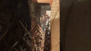 Beautiful Vivid Blue Tailed Skink eats roach in bee hive box.