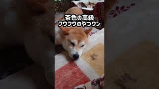 体の力が抜けていく柴犬。 #shorts #癒し #柴犬 #寝顔　#かわいい #short