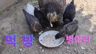 순식간에 끝난 병아리 먹방, 병아리들의 먹성이 대단합니다.하루 종일 먹어도 배가 고픈가 보네요. 더운 여름 엄마닭은 쉴 시간이 없습니다.