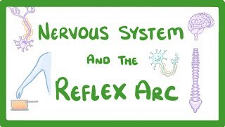 GCSE Biology - Nervous System and Reflex Arc  #58
