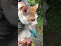 まだまだ帰りたく無いと駄々をこねる猫 shorts 猫 ねこ