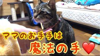 猫の大好きな ママのお手手は 魔法みたい！久しぶりのマタタビ蹴りぐるみ【唐草猫ムタさん】