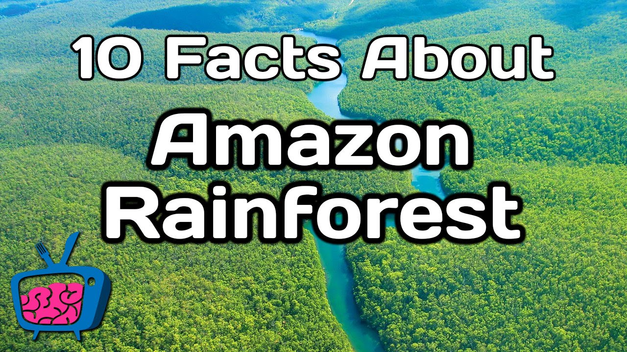 Amazon Rainforest S Facts Infoupdate Org