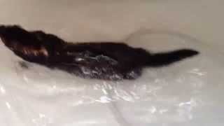 My European Polecat Swimming