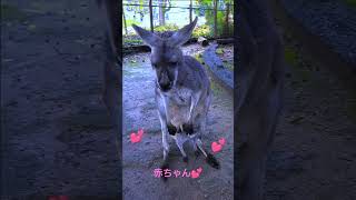 赤ちゃんカンガルー💕