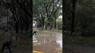 Gran cantidad de árboles caídos en Alberdi