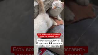 Надо спасать с улиц Махачкалы(Дагестан)