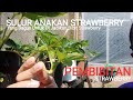 Mengenal Sulur Strawberry & Mengambil Bibit Yang Terbaik