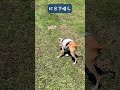 ボールどこいった？【イタグレ ことぶき】where s the ball. shorts