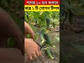 শসার ১০ গুণ ফলন মাত্র একটি গোপন কাজে trending viralvideo shortvideos