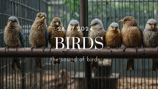 [Playlist] #동물원 #새장 #새소리 #ASMR #Bird #Vogel #Oiseau #Pássaro