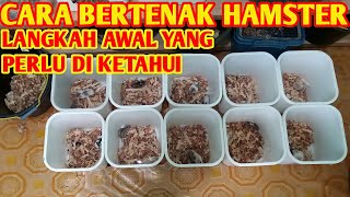 Langkah awal berternak hamster,Cara berternak hamster untuk pemula