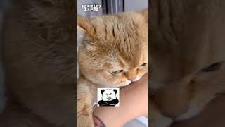 如何讓凶狠的貓貓，瞬間沒脾氣#cat #可愛的 #shorts