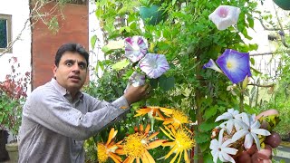 Mere Garden Main Ktni Flower Vines Hain or Un K Nam Kya Hain fast growing flowering vines perennials