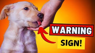 7 Signs Your Dog Dislikes You (Don’t Ignore These!)