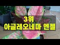 잎이 예쁜 관엽식물종류 top5