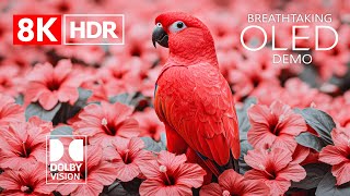 BREATHTAKING 8K Video ULTRA HD Dolby Vision HDR Video