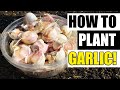 Planting Garlic - The Definitive Guide