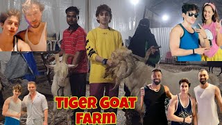 World Class Palai Setup With Top Feeding In Mazgaon Mumbai | Tiger Goat Farm | Saukh Se Banahua Farm