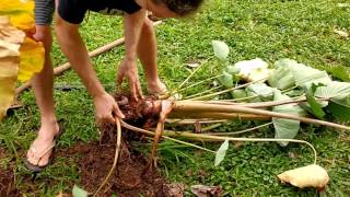 Harvesting taro - Hawaii