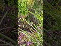 🧐Spot the Snake🐍 #snake #garden #socute #snakes #tradescantia #purple #fyp