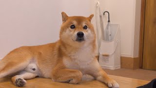 I was moved by the sight of a Shiba Inu desperately searching for a father who should not be there.