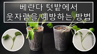 베란다 텃밭에서 웃자람을 예방하는 방법｜식물실험