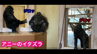 【東山動物園】アニーのイタズラ　Annie's Mischief