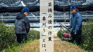 そんなに刈っても良いの！？お茶摘みが終わってもやることは沢山！！京都 宇治の茶農家10代目がお茶の魅力を発信！！