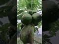 how agriculture papaya fruit