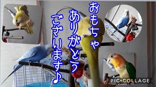 天ぷら家流!？インコのおもちゃの慣らし方♪