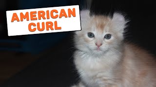 American Curl Cat - Complete Guide For Cat Owner