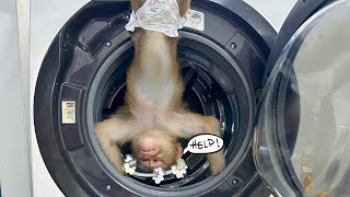 Funny situation of Monkey PiPi and washing machine