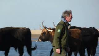 Nationaal Park Nieuw Land, the Netherlands, Oostvaardersplassen winter voorjaar, honger!! 2022