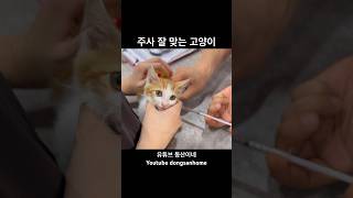 주사 잘 맞는 고양이 #고양이 #길고양이 #냥줍일기 #아기고양이 #구조냥 #고양이일상 #고양이브이로그 #shorts