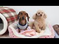 おもちゃを集めてドヤ顔ダックス　🐶ひみつきちなう！②🐶 ミニチュアダックス チワワ 柴犬 トイプードル 2020年3月13日