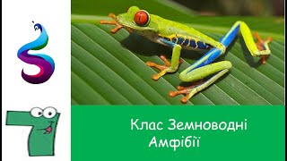 Клас Земноводних або Амфібій