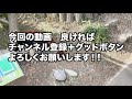 福井県吉田郡ランチ　熟成かつ　天膳本店（あまぜんほんてん）　こしひかりてんこ盛り　ランチ岩塩ヒレかつセット　北陸グルメ