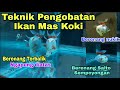 Teknik Cara Pengobatan Ikan Maskoki Sakit || Berenang Ngapung, Salto, Terbalik