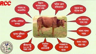 RCC || Red Chittagong Cattle || BLRI