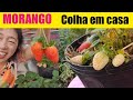 5 DICAS que NUNCA ninguém te CONTOU sobre como cultivar MORANGO ORGÂNICO EM CASA