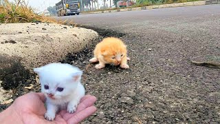 I adopt homeless kittens meowing on the side of the road, small rescued kittens,