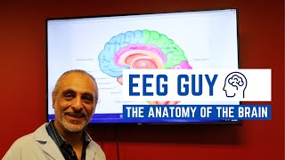 EEG Guy: The Anatomy of the Brain - Cerebral Cortex