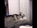 singing husky