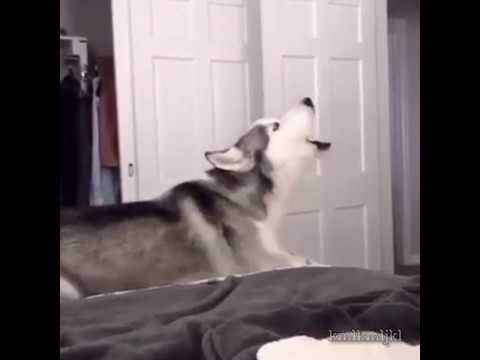 Singing Husky Youtube