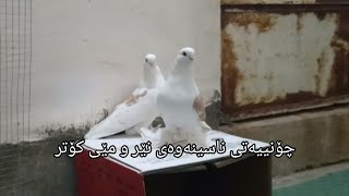 چۆنییەتی ناسینەوەی نێر و مێی کۆتر. how to identify male and female pigeons