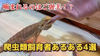 爬虫類飼育者あるある4選　【フトアゴ飼育者】