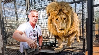 Special Moving Day for Rescued LION BROTHERS | The Lion Whisperer