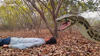 Big Anaconda Snake In Real Life 3 |  #anacondasnake #साप #snakes #snakevideo #nagin #murliwalahausla