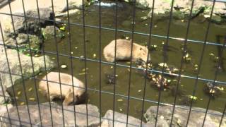 The capybara which takes it easy underwater　水中でのんびりするカピバラ